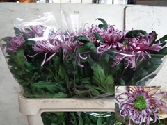 Chrysanth Single Saratov 80cm 130gr.