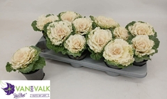 Brassica Oleracea 10Ø 16cm