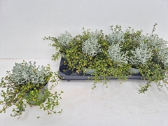 Leucophyta Brownii 12Ø 12cm