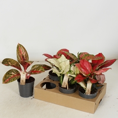 Aglaonema Mix 12Ø 30cm