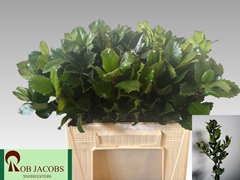 Ilex Leaf Blue Prince 40cm