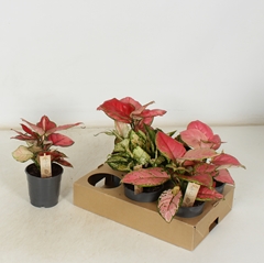 Aglaonema Mix 12Ø 28cm