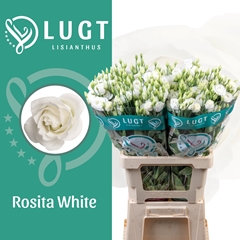 Eustoma Double Rosita White 70cm