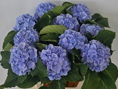 Hydrangea Verena Blue 80cm 15-17cm Hd