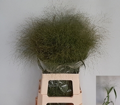 Panicum Fontaine 70cm