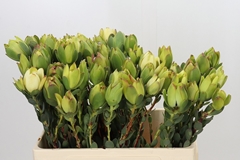 Leucadendron Discolor 60cm
