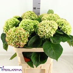 Hydrangea Matcha Classic 80cm 16-18cm Hd