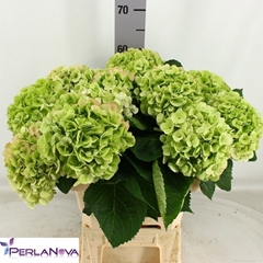 Hydrangea Matcha Classic 60cm 15-17cm Hd