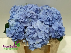 Hydrangea Verena Blue 50cm 14-16cm Hd