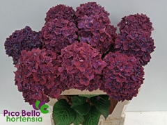 Hydrangea Amber 80cm 16-18cm Hd