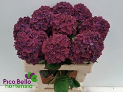 Hydrangea Amber 60cm 13-15cm Hd