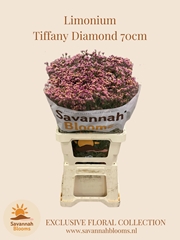 Limonium Sinense Tiffany Diamond 70cm 35gr.
