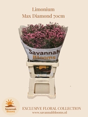 Limonium Sinense Max Diamond 70cm 35gr.
