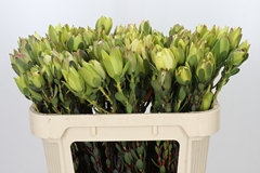Leucadendron Discolor 70cm Spray