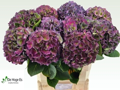 Hydrangea Royal Crown Classic 80cm 22-24cm Hd