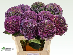Hydrangea Royal Crown Classic 80cm 20-22cm Hd