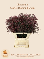 Limonium Sinense Scarlet Diamond 60cm 25gr.