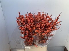 Ilex Magical Daydream 100cm
