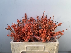 Ilex Magical Daydream 50cm