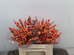 Ilex Magical Daydream 40cm