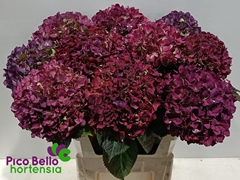 Hydrangea Royal Benefit Classic 80cm 20-22cm Hd