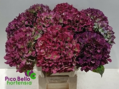 Hydrangea Royal Benefit Classic 60cm 18-20cm Hd