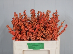 Ilex Winter Gold 50cm