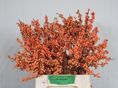 Ilex Winter Gold 45cm