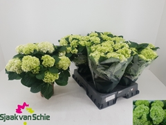 Hydrangea Hi Hailstone 14Ø 38cm 7bl