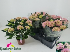 Hydrangea Hi Halo 14Ø 40cm 7bl