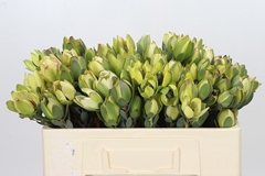 Leucadendron Discolor 50cm Spray