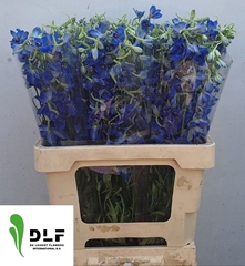 Delphinium Single Volkerfrieden 60cm