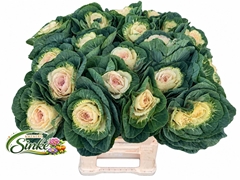 Brassica White Crane 60cm