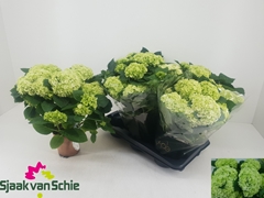 Hydrangea Hi Hailstone 14Ø 40cm 7bl