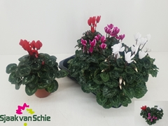 Cyclamen Persicum Super Serie Elegante 12Ø 25cm