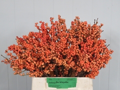 Ilex Winter Gold 40cm