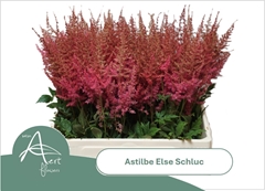 Astilbe Else Schluck 60cm