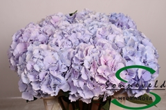 Hydrangea Verena Blue 60cm 13-15cm Hd