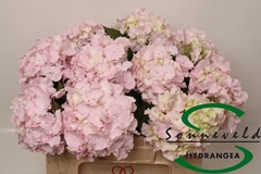 Hydrangea Lolly Pop Pink 50cm 11-13cm Hd