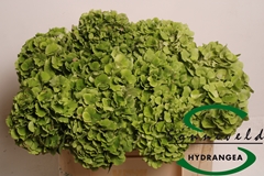 Hydrangea Emerald Classic 40cm 8-10cm Hd