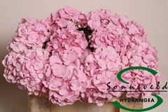 Hydrangea Pinky 50cm 11-13cm Hd