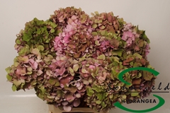 Hydrangea Glowing Alps Classic 40cm 9-11cm Hd