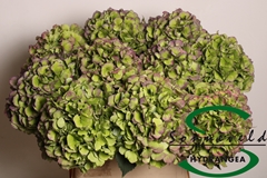 Hydrangea Verena Blue Classic 80cm 15-17cm Hd