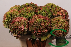 Hydrangea Glowing Alps Classic 60cm 14-16cm Hd