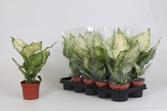 Dieffenbachia Amy 12Ø 45cm
