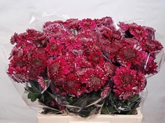 Chrysanth Spray Gompie Purple 60cm 45gr.