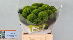 Dianthus Barb Kiwi Mellow 40cm