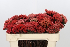 Brunia Laevis Red 50cm