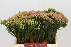 Brunia Laevis Red 40cm