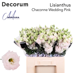 Eustoma Double Chaconne Wedding Pink 60cm